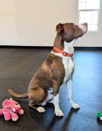 Enlarge Mojo, a Adoptable mixed breed in Portola, CA image 2/3