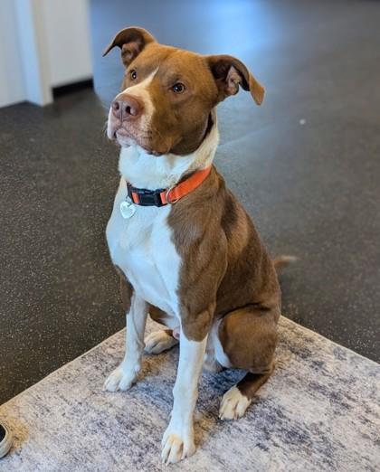 Enlarge Mojo, a Adoptable mixed breed in Portola, CA image 3/3