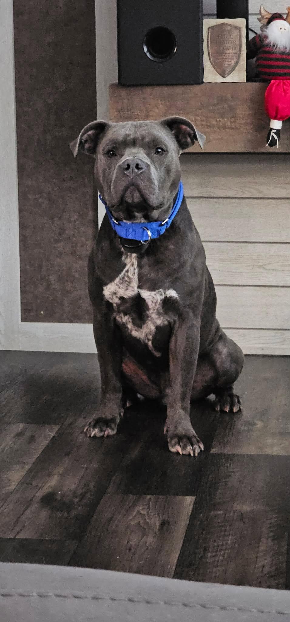 Enlarge Mack, a Adoptable Pit Bull Terrier in Chatham, VA image 1/3