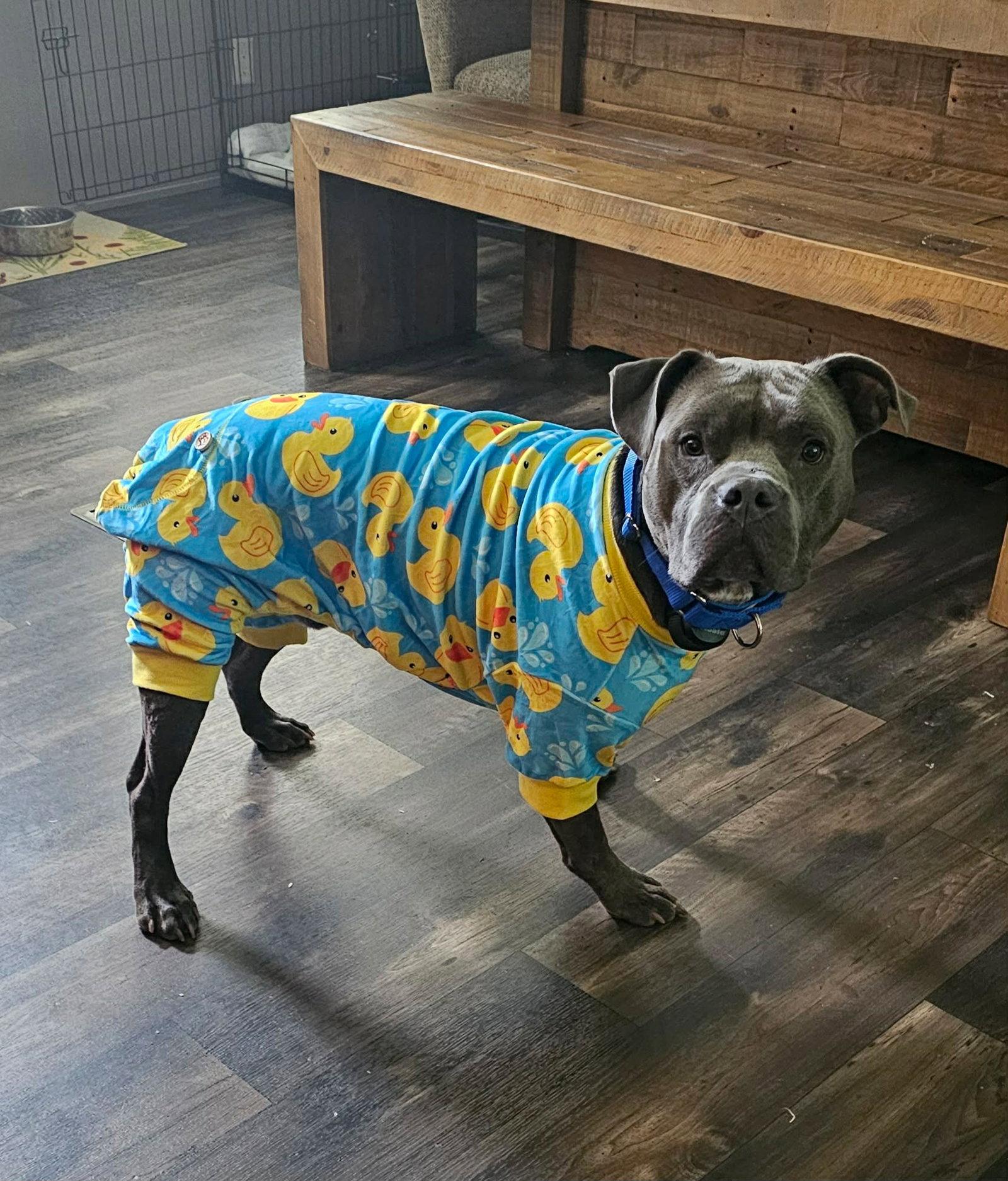 Enlarge Mack, a Adoptable Pit Bull Terrier in Chatham, VA image 2/3