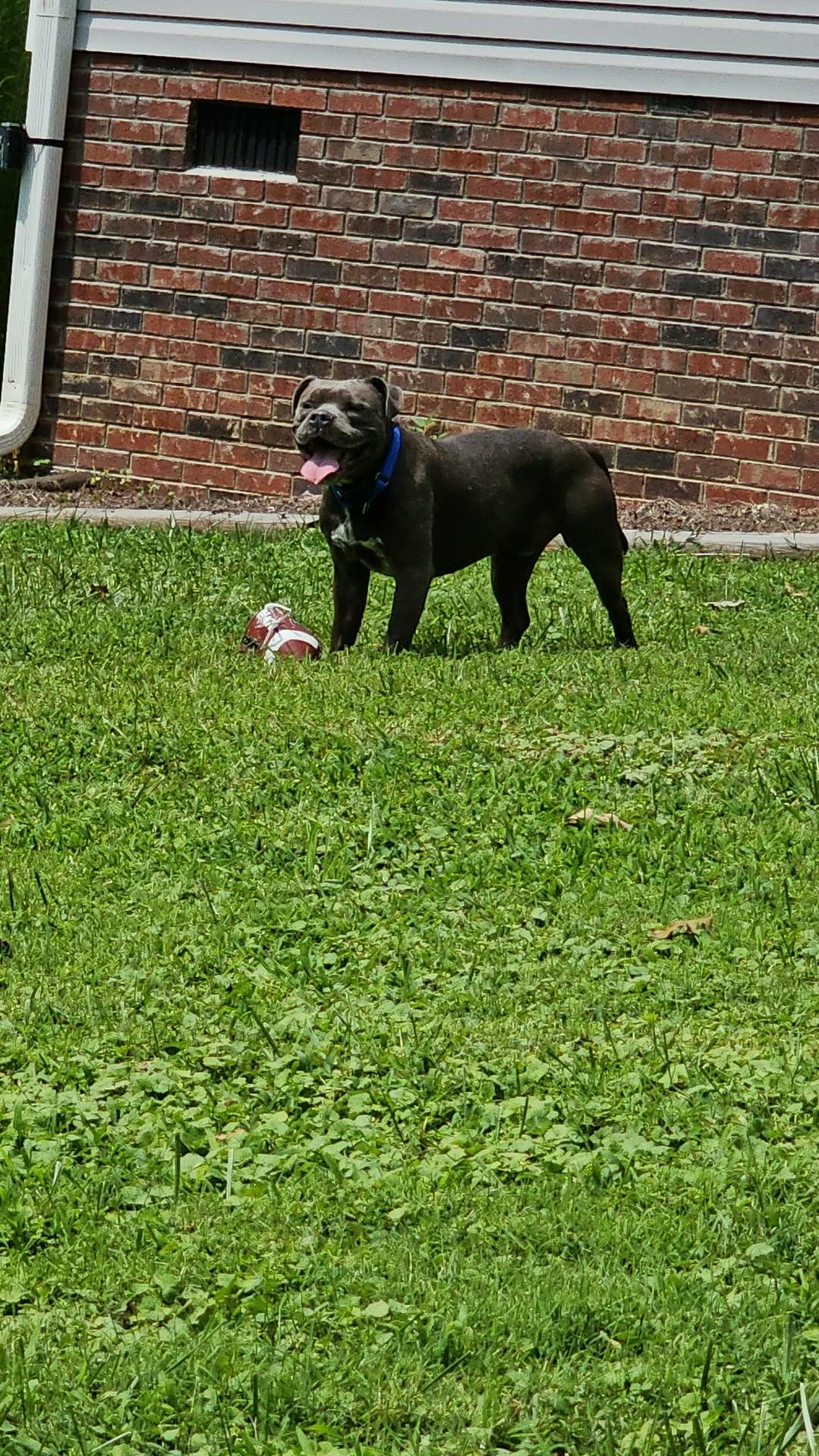 Enlarge Mack, a Adoptable Pit Bull Terrier in Chatham, VA image 3/3