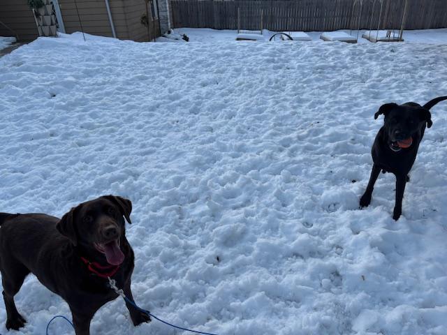 Gracie , an adopted Labrador Retriever in Grand Rapids, MI image 4/6