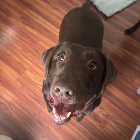 Gracie , an adopted Labrador Retriever in Grand Rapids, MI image 3/6