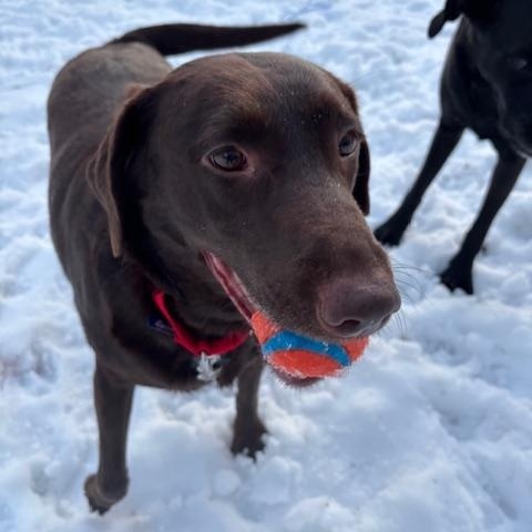Gracie , an adopted Labrador Retriever in Grand Rapids, MI image 2/6