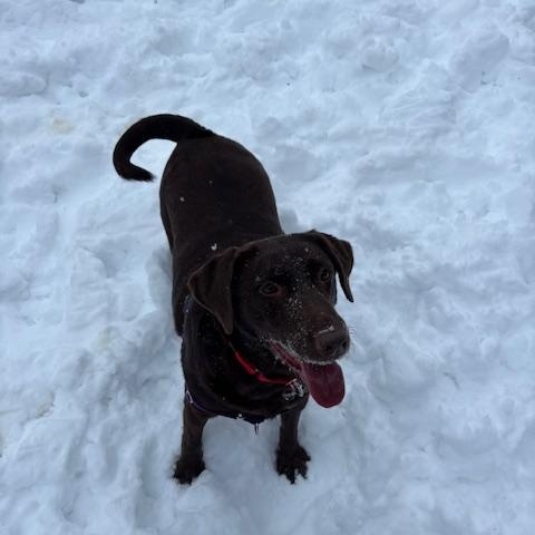 Gracie , an adopted Labrador Retriever in Grand Rapids, MI image 6/6