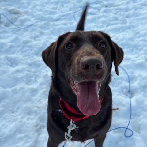 Gracie , an adopted Labrador Retriever in Grand Rapids, MI image 1/6