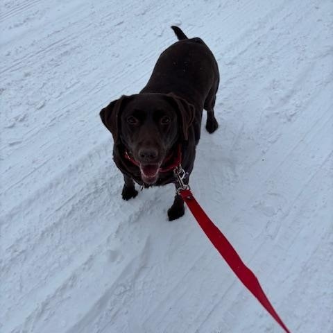 Gracie , an adopted Labrador Retriever in Grand Rapids, MI image 5/6