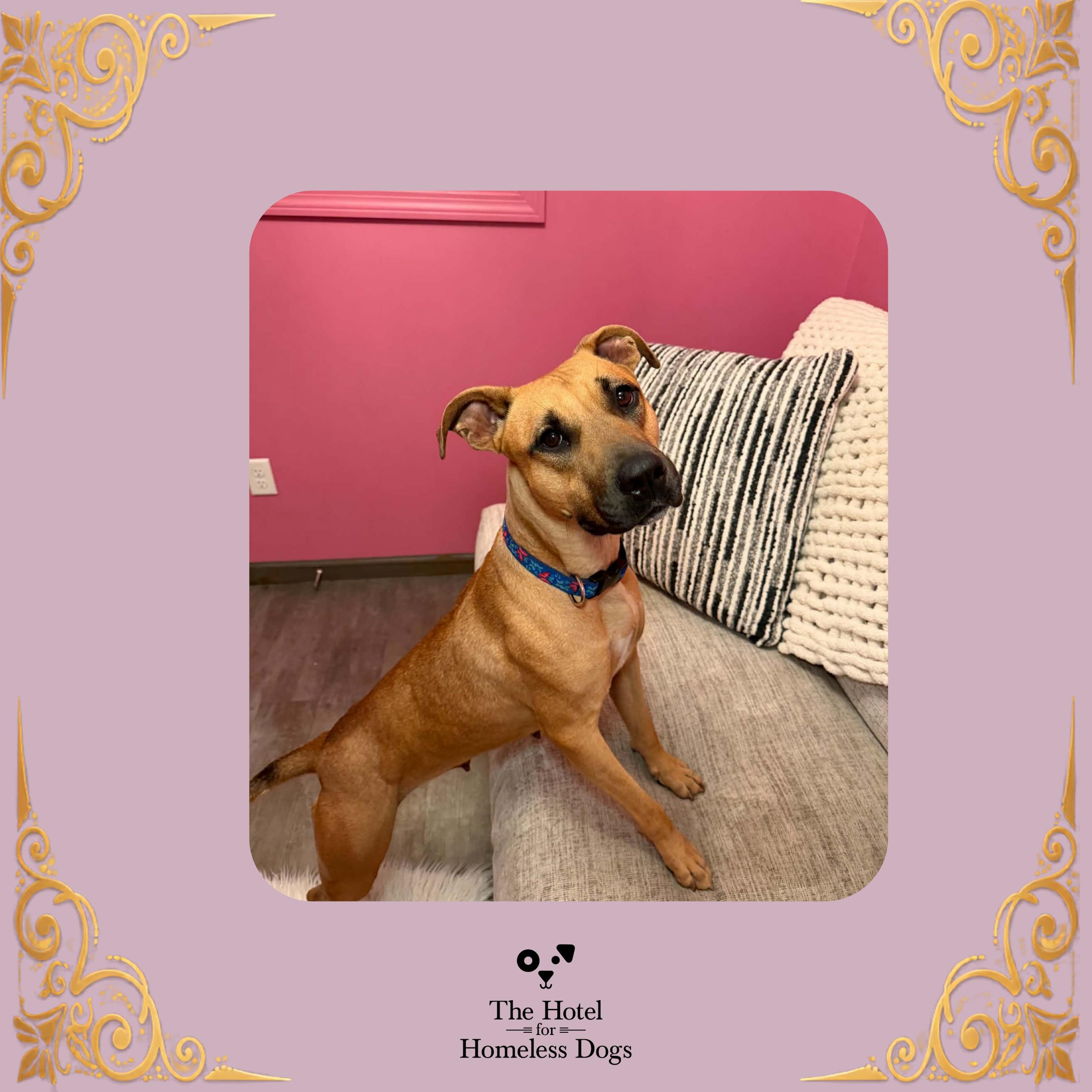 Molly, Adoptable, Young Female Terrier & Mixed Breed.