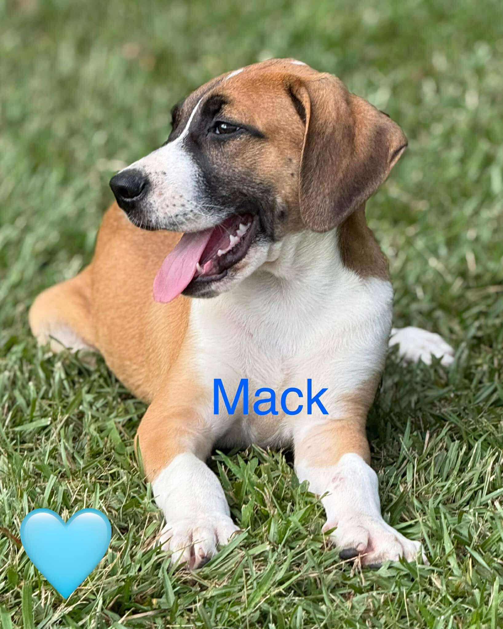 Mack photo 3