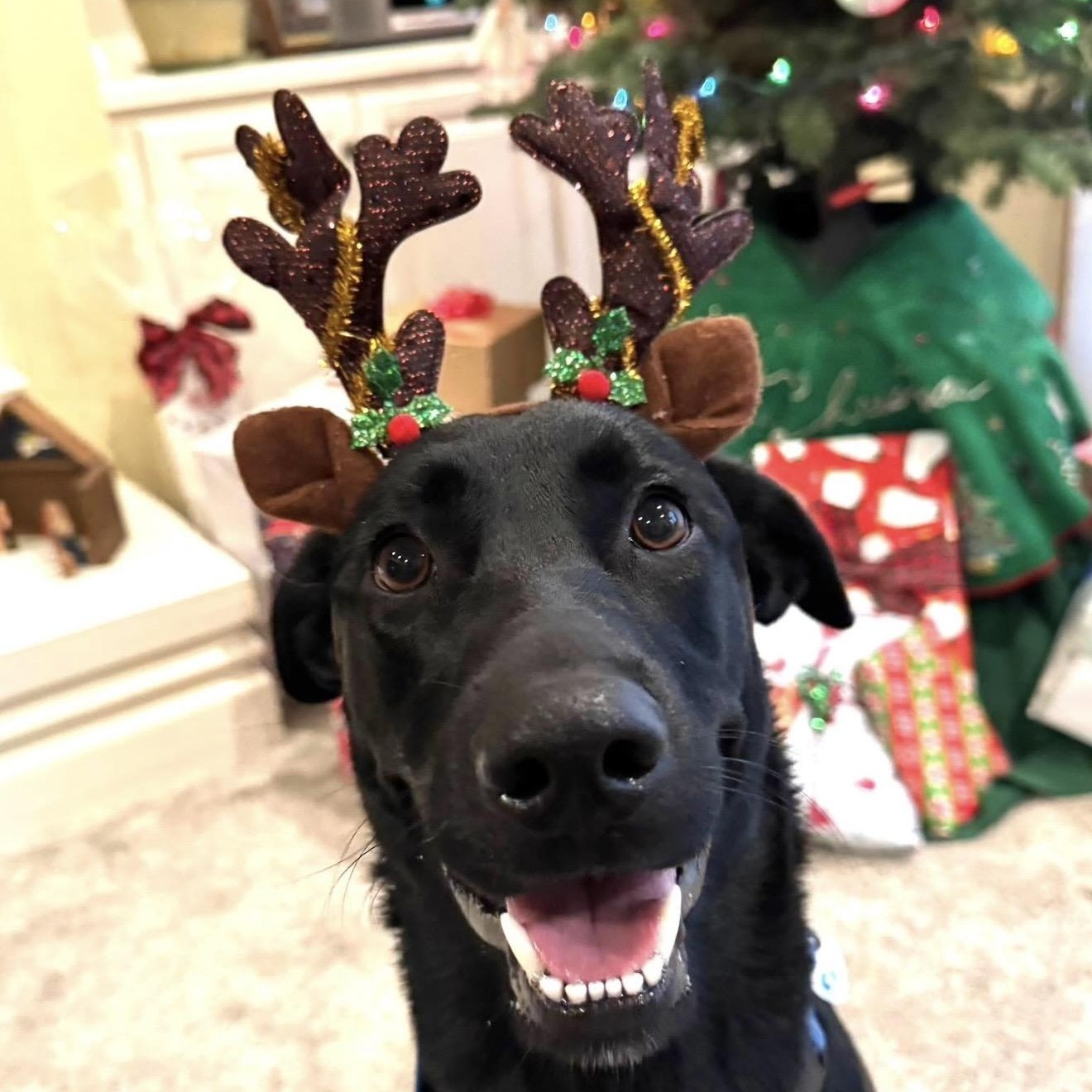 Enlarge Tilly, an adopted mixed breed in Santa Rosa, CA image 2/2