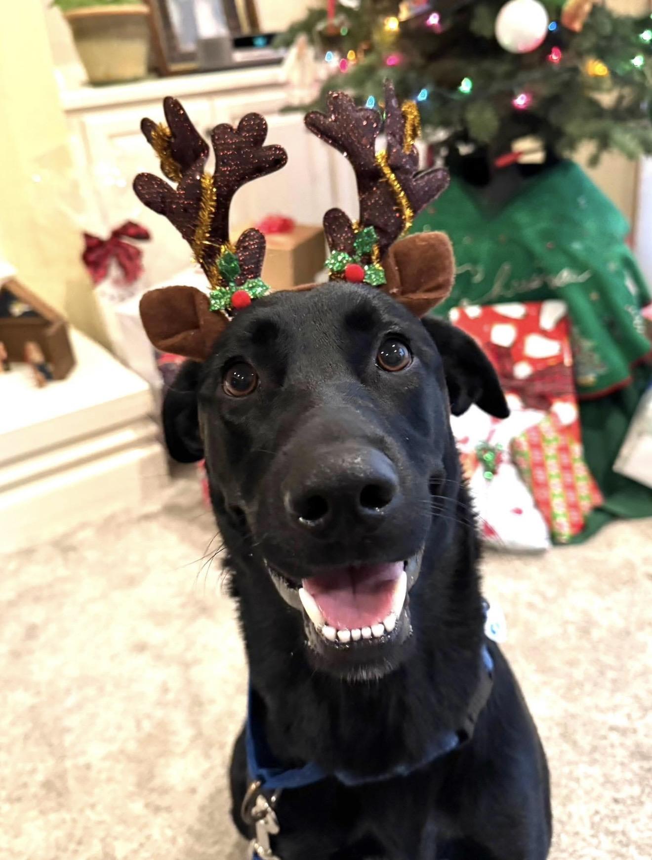 Enlarge Tilly, a ADOPTABLE mixed breed in Santa Rosa, CA image 1/1