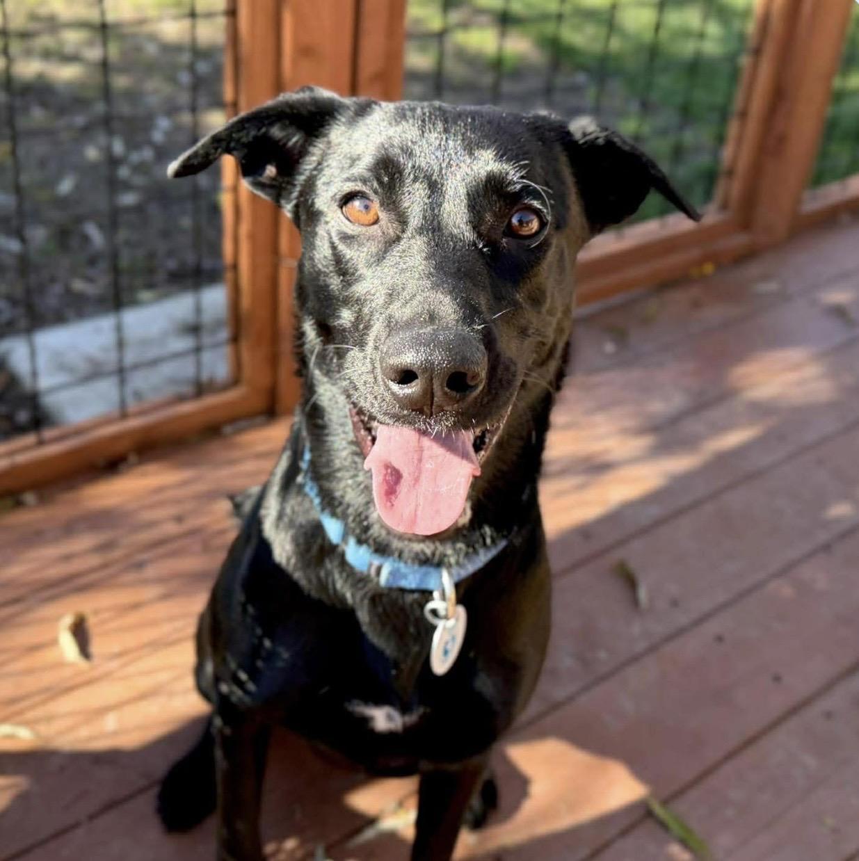 Enlarge Tilly, an adopted mixed breed in Santa Rosa, CA image 1/2