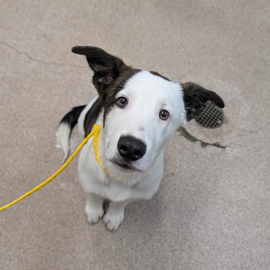 Enlarge Taurus, a Adoptable mixed breed in Brooklyn, NY image 2/6