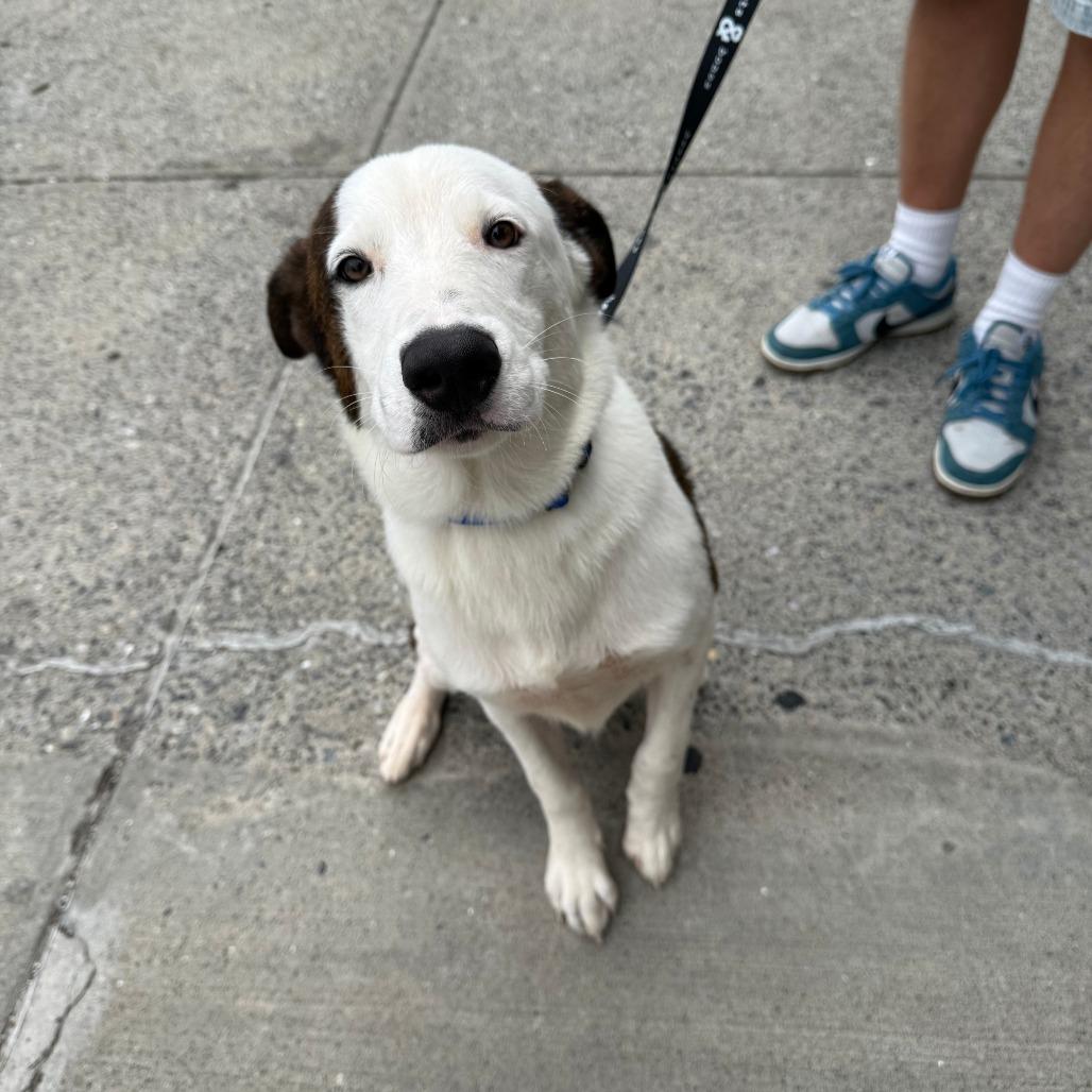 Enlarge Taurus, a Adoptable mixed breed in Brooklyn, NY image 3/6