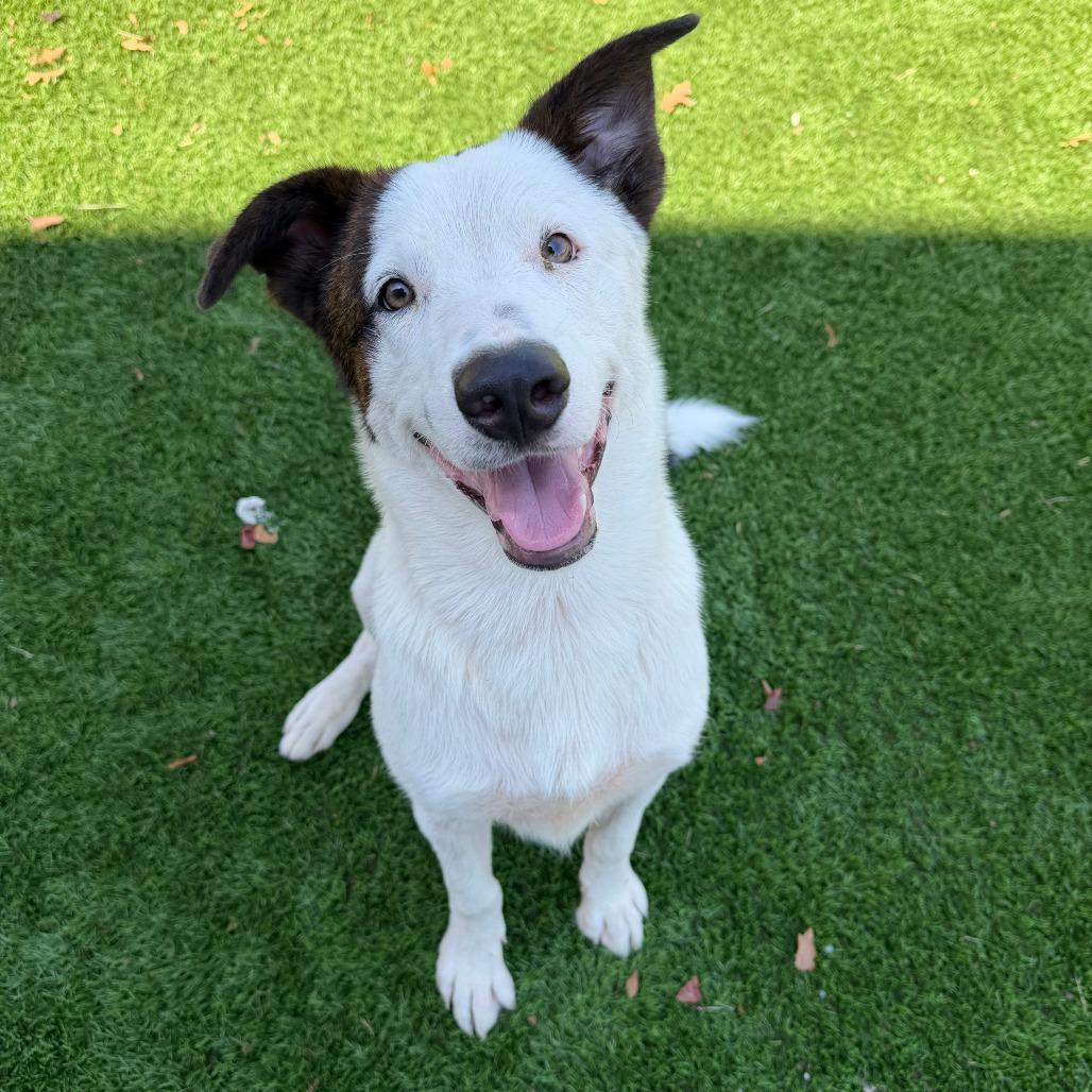 Enlarge Taurus, a Adoptable mixed breed in Brooklyn, NY image 4/6