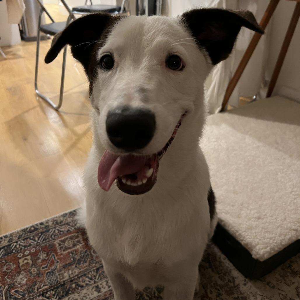 Enlarge Taurus, a Adoptable mixed breed in Brooklyn, NY image 5/6