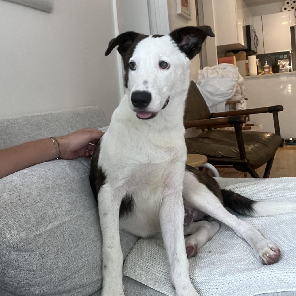 Enlarge Taurus, a Adoptable mixed breed in Brooklyn, NY image 6/6
