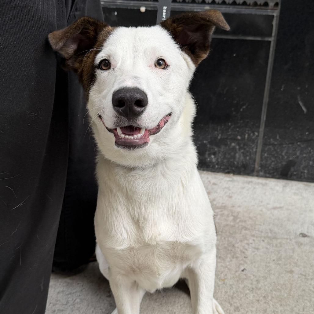 Taurus, Adoptable, Young Male Great Pyrenees & Labrador Retriever.
