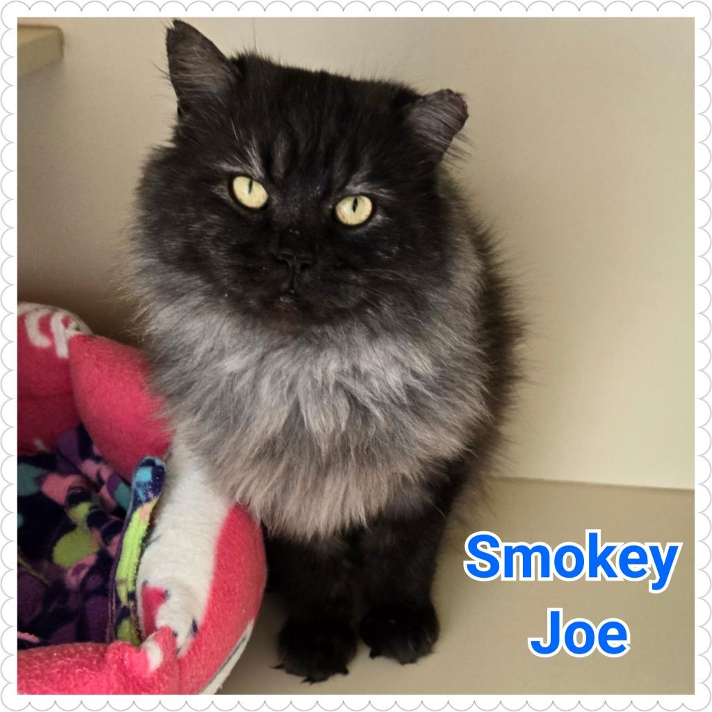Smokey Joe, a Adoptable mixed breed in North Saint Paul, MN image 3/6