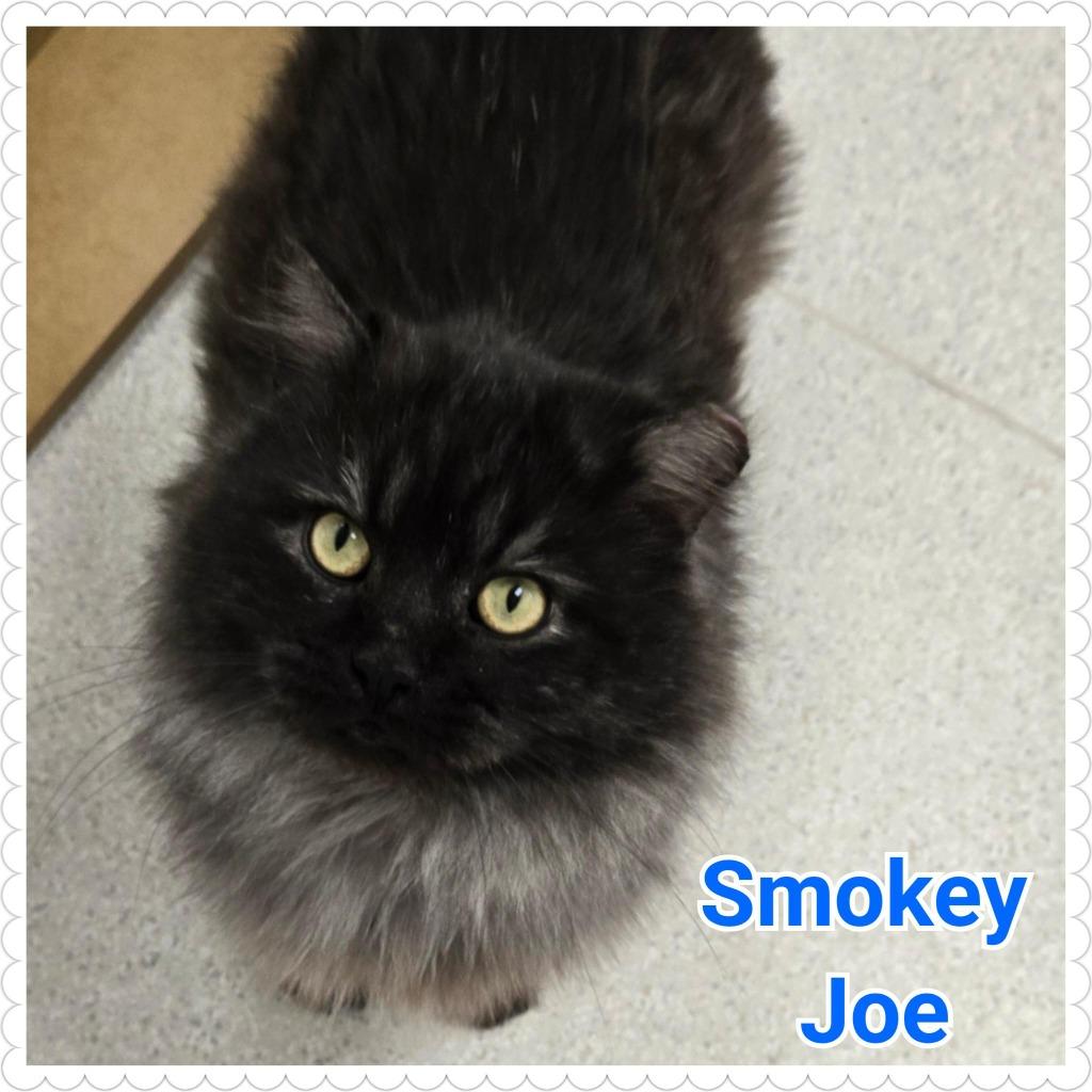 Smokey Joe, a Adoptable mixed breed in North Saint Paul, MN image 1/6