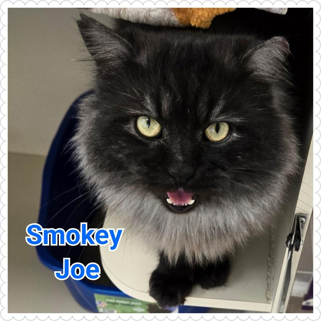 Smokey Joe, a Adoptable mixed breed in North Saint Paul, MN image 4/6