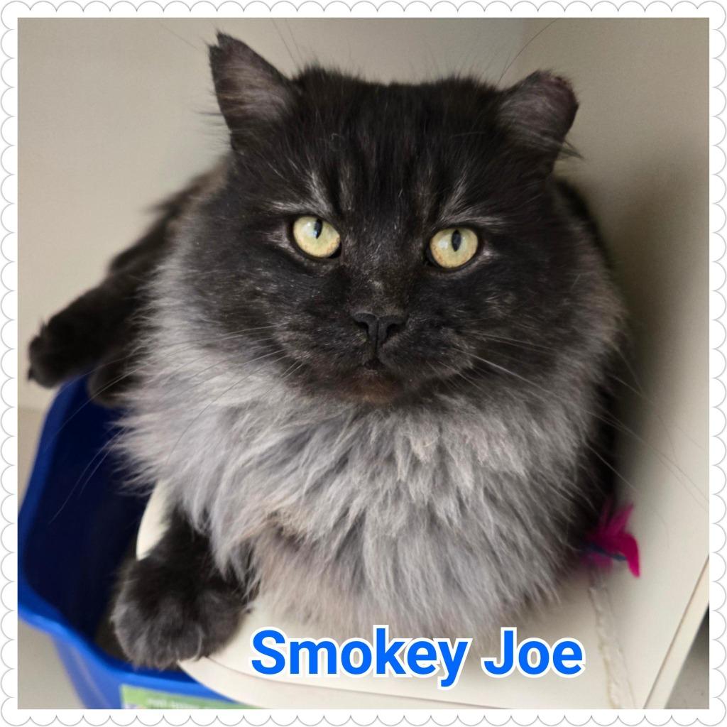 Smokey Joe, a Adoptable mixed breed in North Saint Paul, MN image 2/6