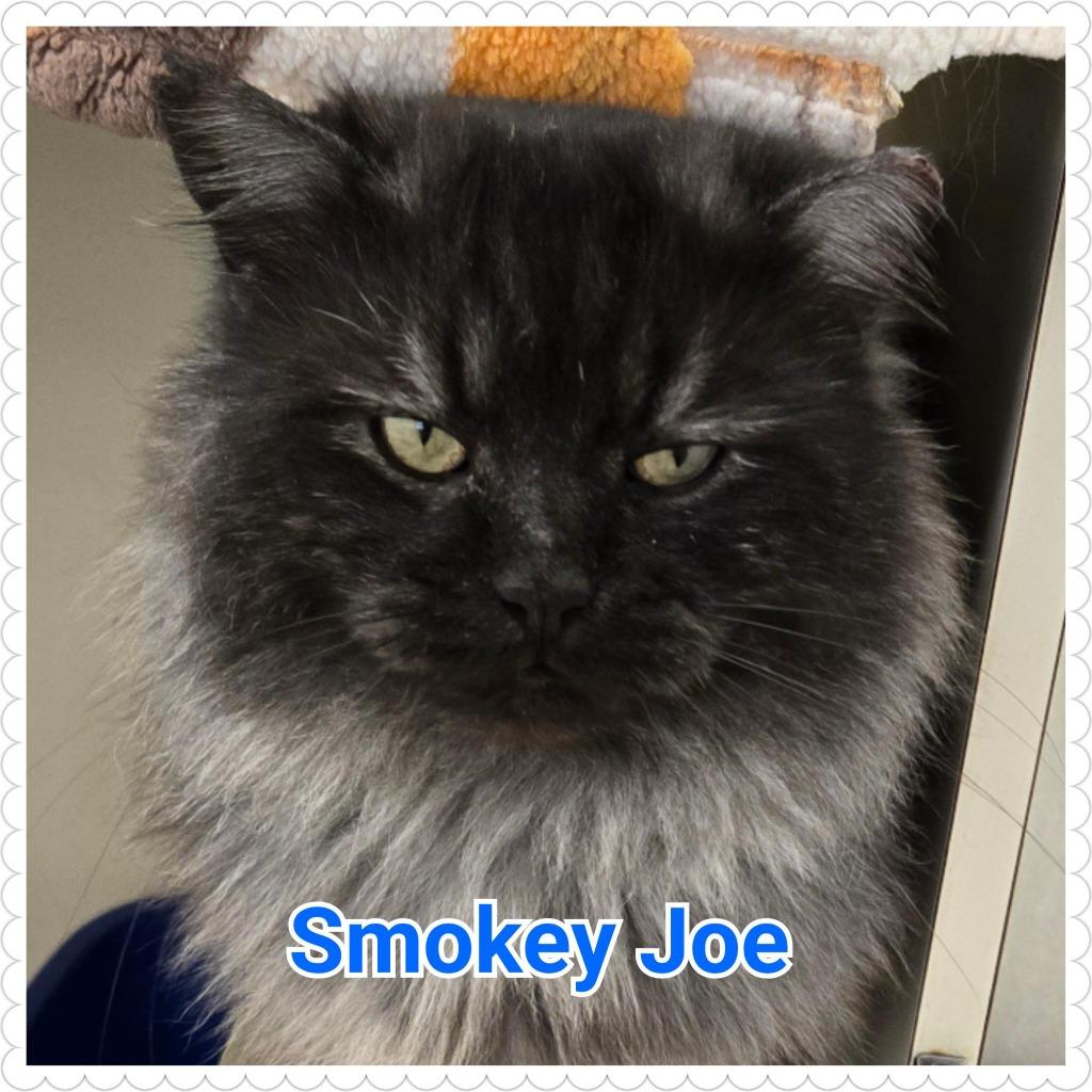 Smokey Joe, a Adoptable mixed breed in North Saint Paul, MN image 5/6