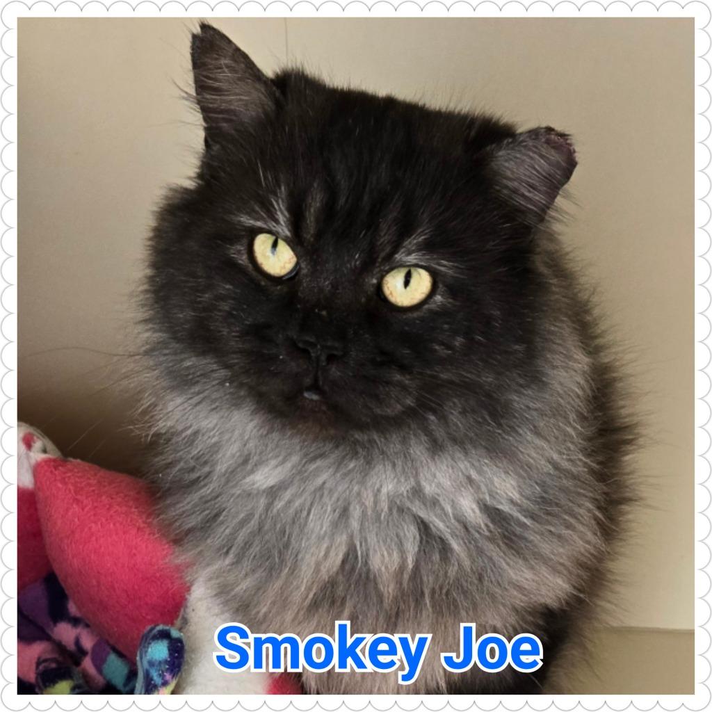 Smokey Joe, a Adoptable mixed breed in North Saint Paul, MN image 6/6