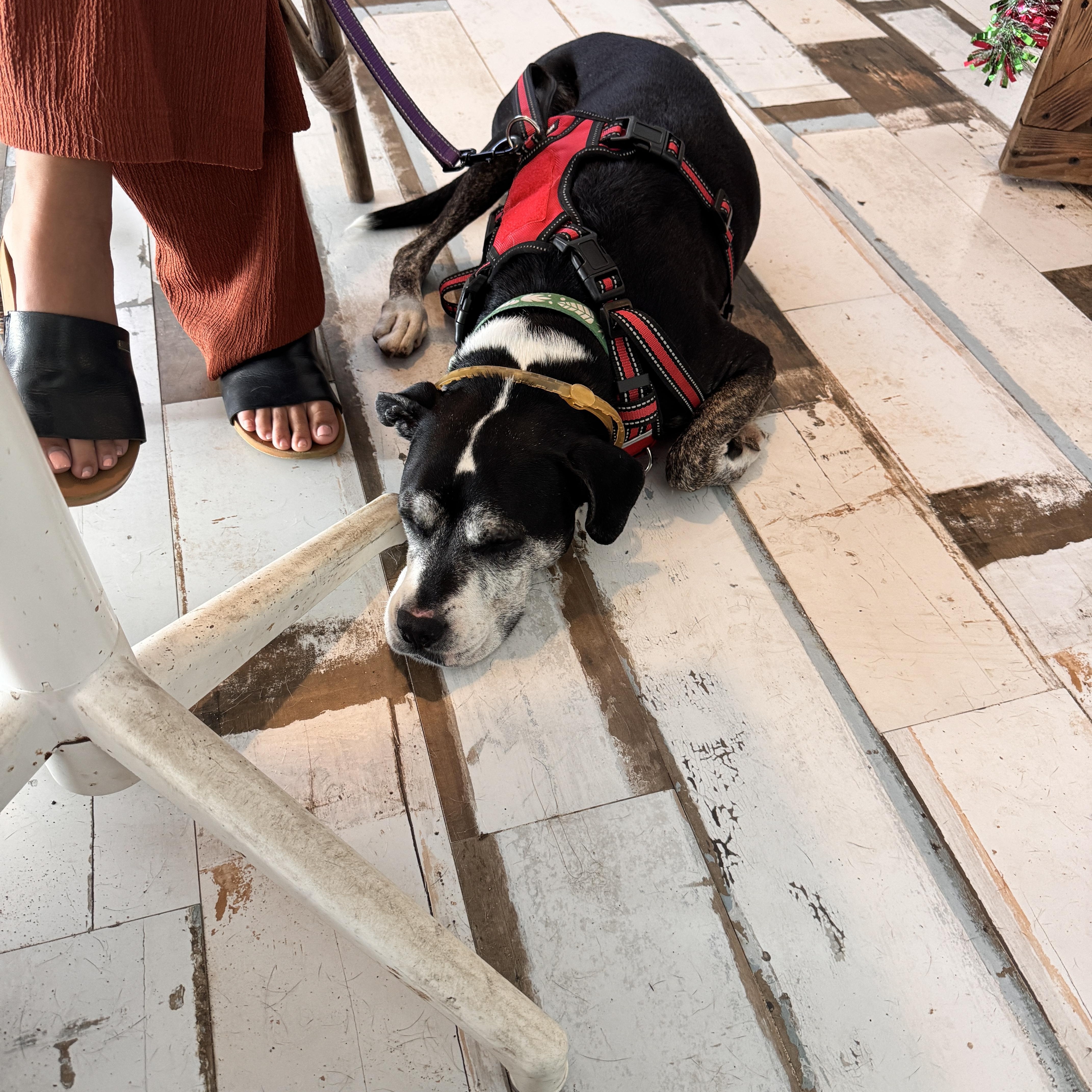 Enlarge Ombre, a Adoptable mixed breed in Rincon, PR image 3/6