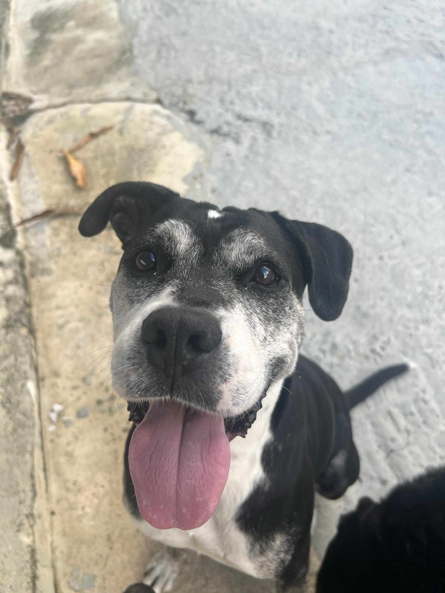 Enlarge Ombre, a Adoptable mixed breed in Rincon, PR image 1/6