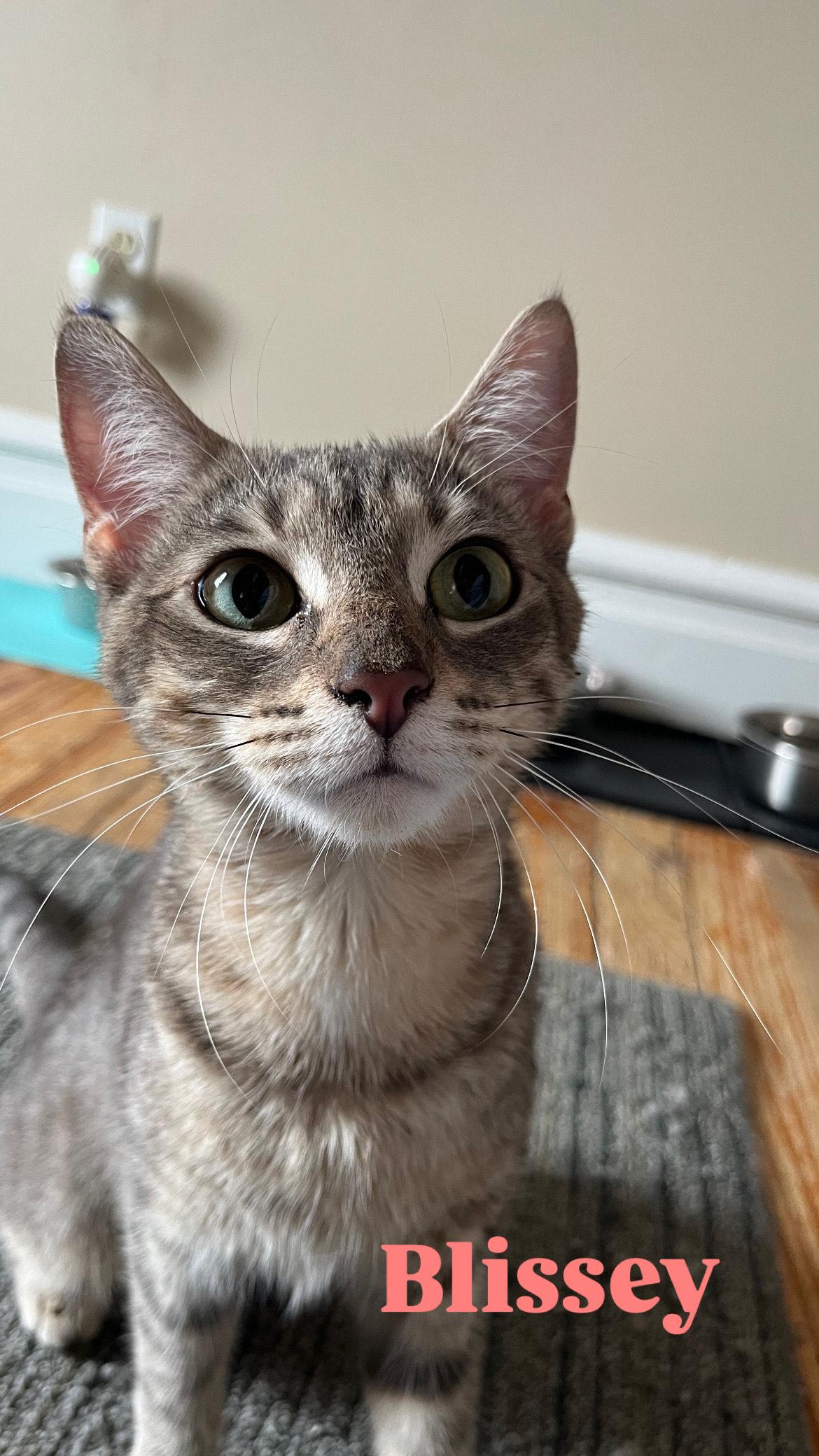 Blissey, Adopted, Adult Female Domestic Short Hair & Tabby.