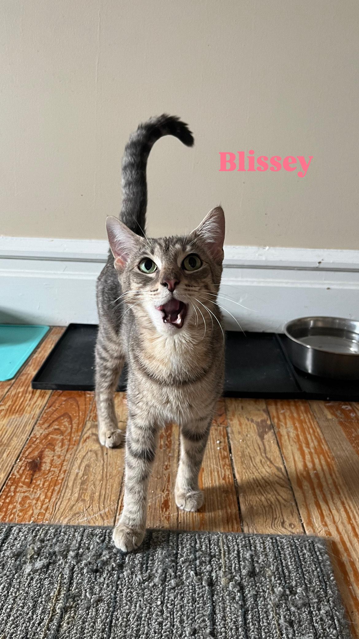 Enlarge Blissey, a Adopted mixed breed in Allentown, PA image 2/2