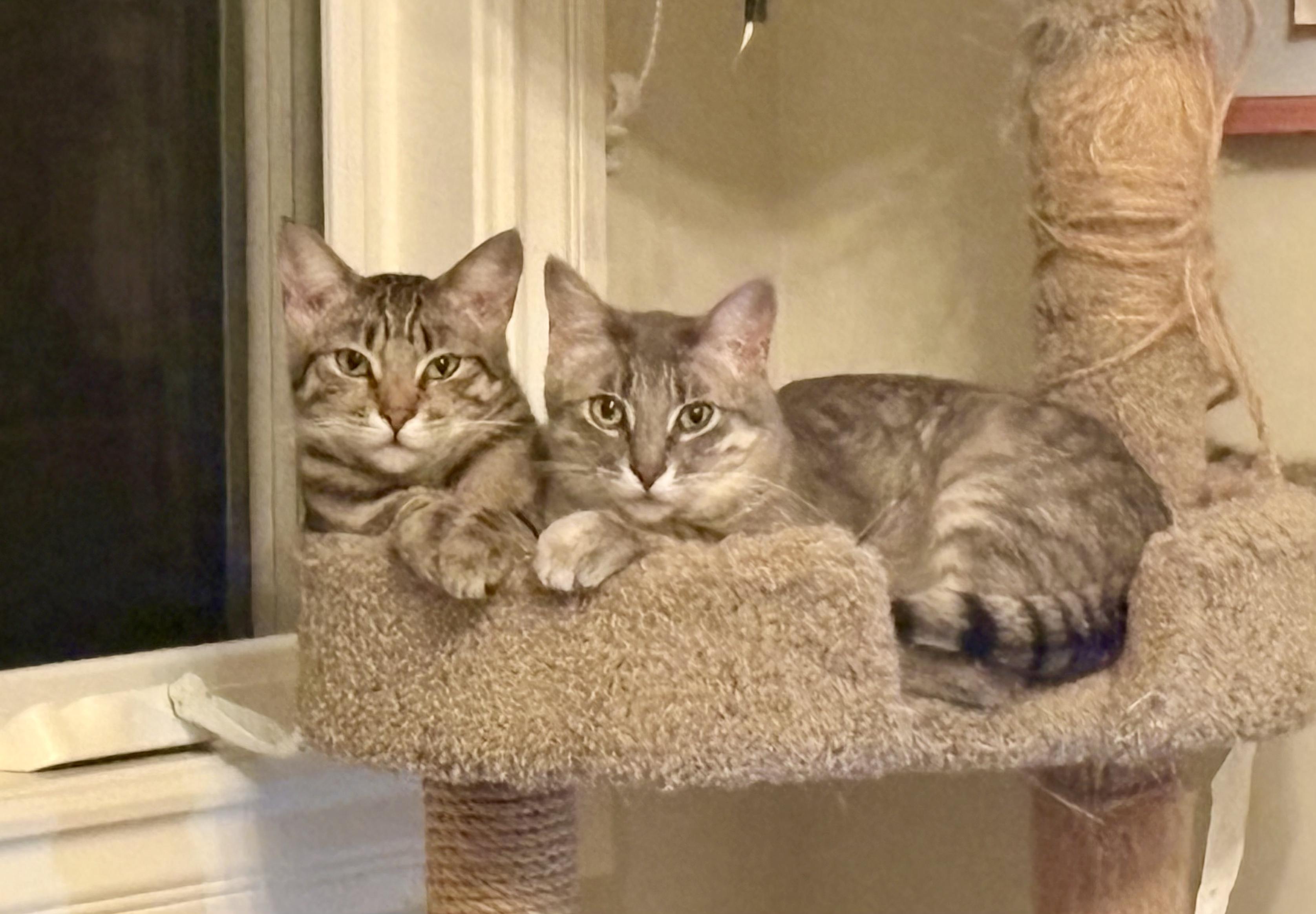 Enlarge Missy & Mia, a Adoptable mixed breed in Redwood city, CA image 1/6