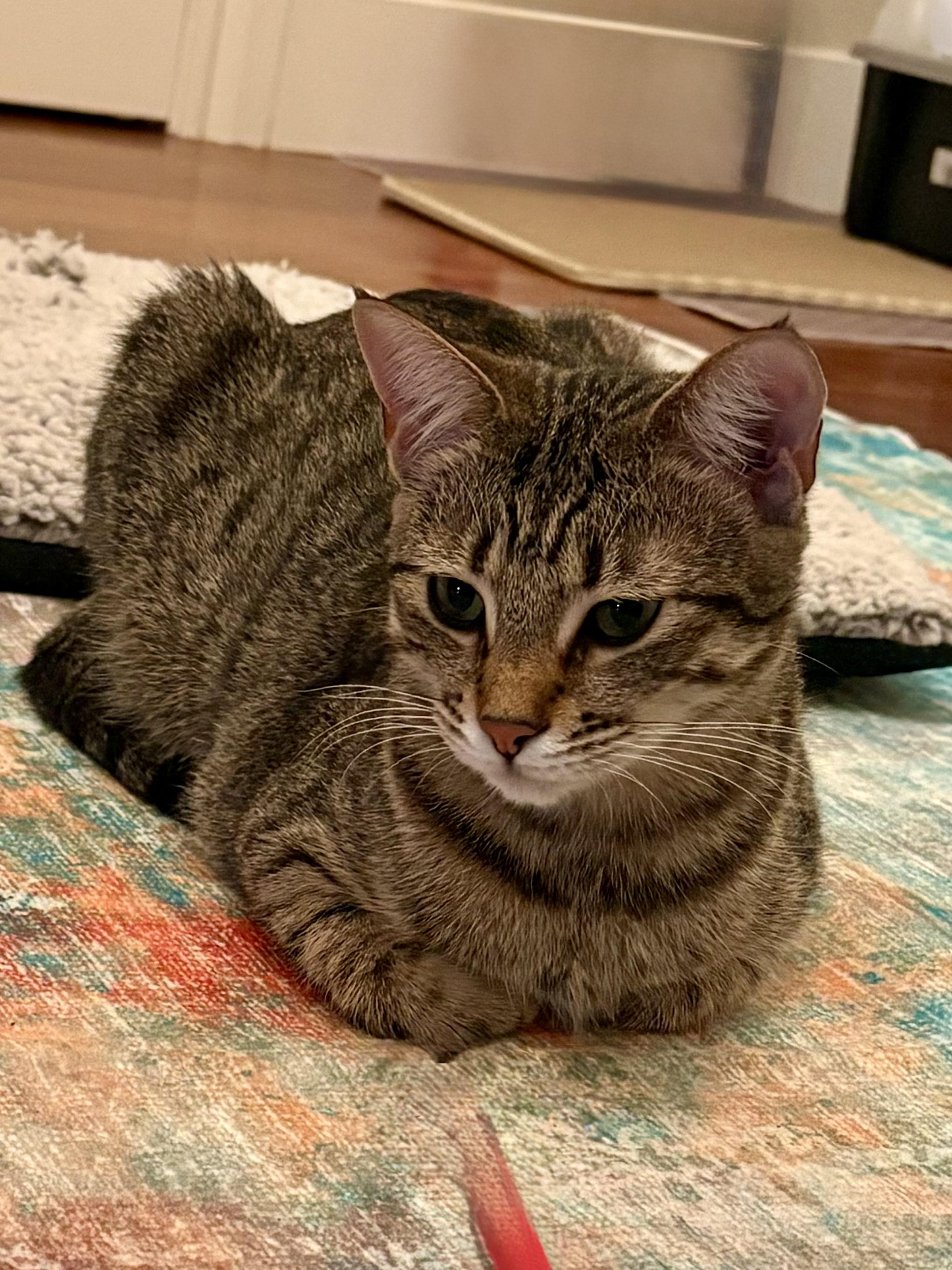 Enlarge Missy & Mia, a Adoptable mixed breed in Redwood city, CA image 6/6