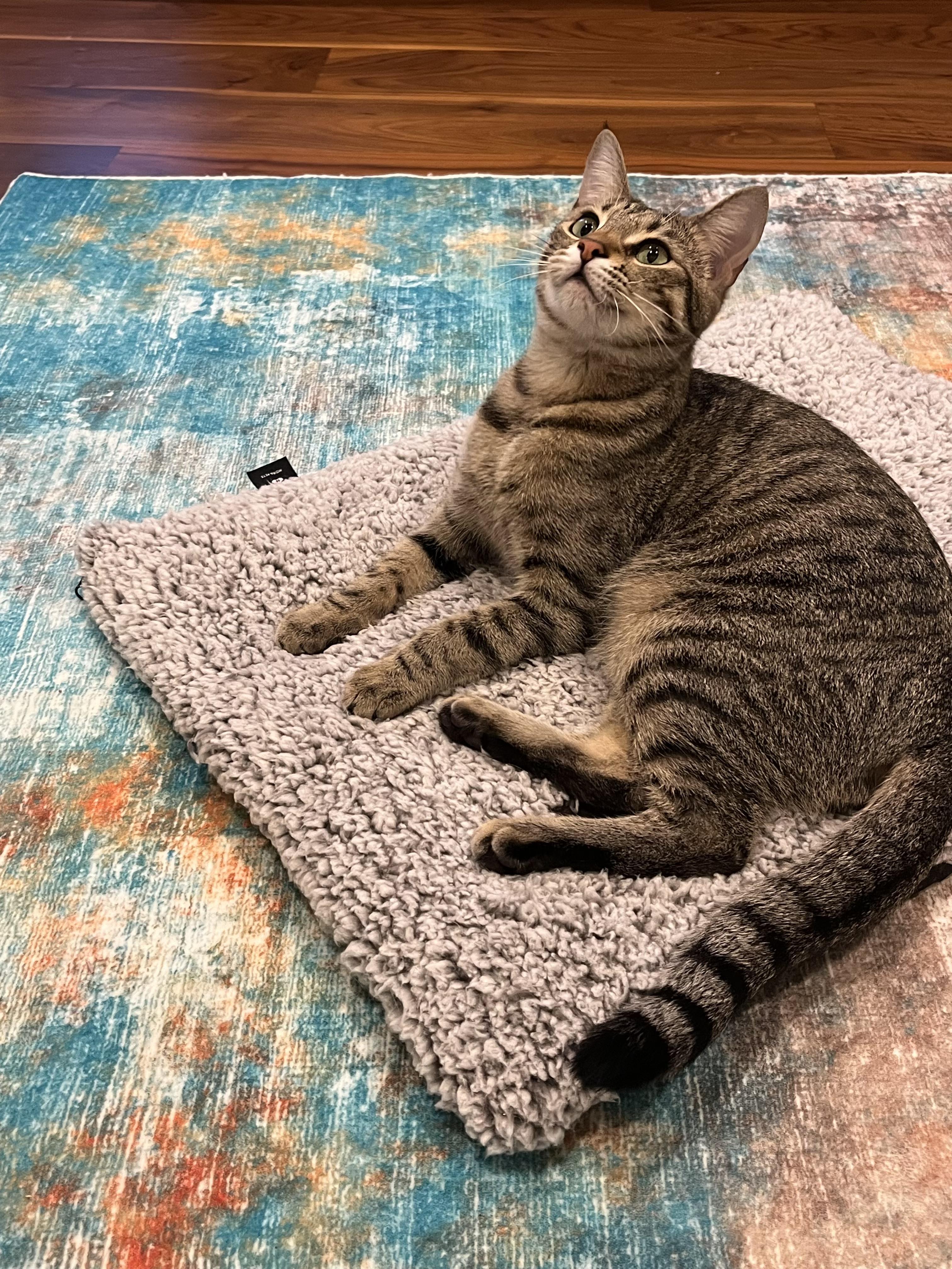 Enlarge Missy & Mia, a Adoptable mixed breed in Redwood city, CA image 4/6