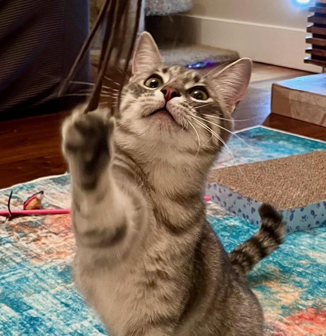 Enlarge Missy & Mia, a Adoptable mixed breed in Redwood city, CA image 3/6