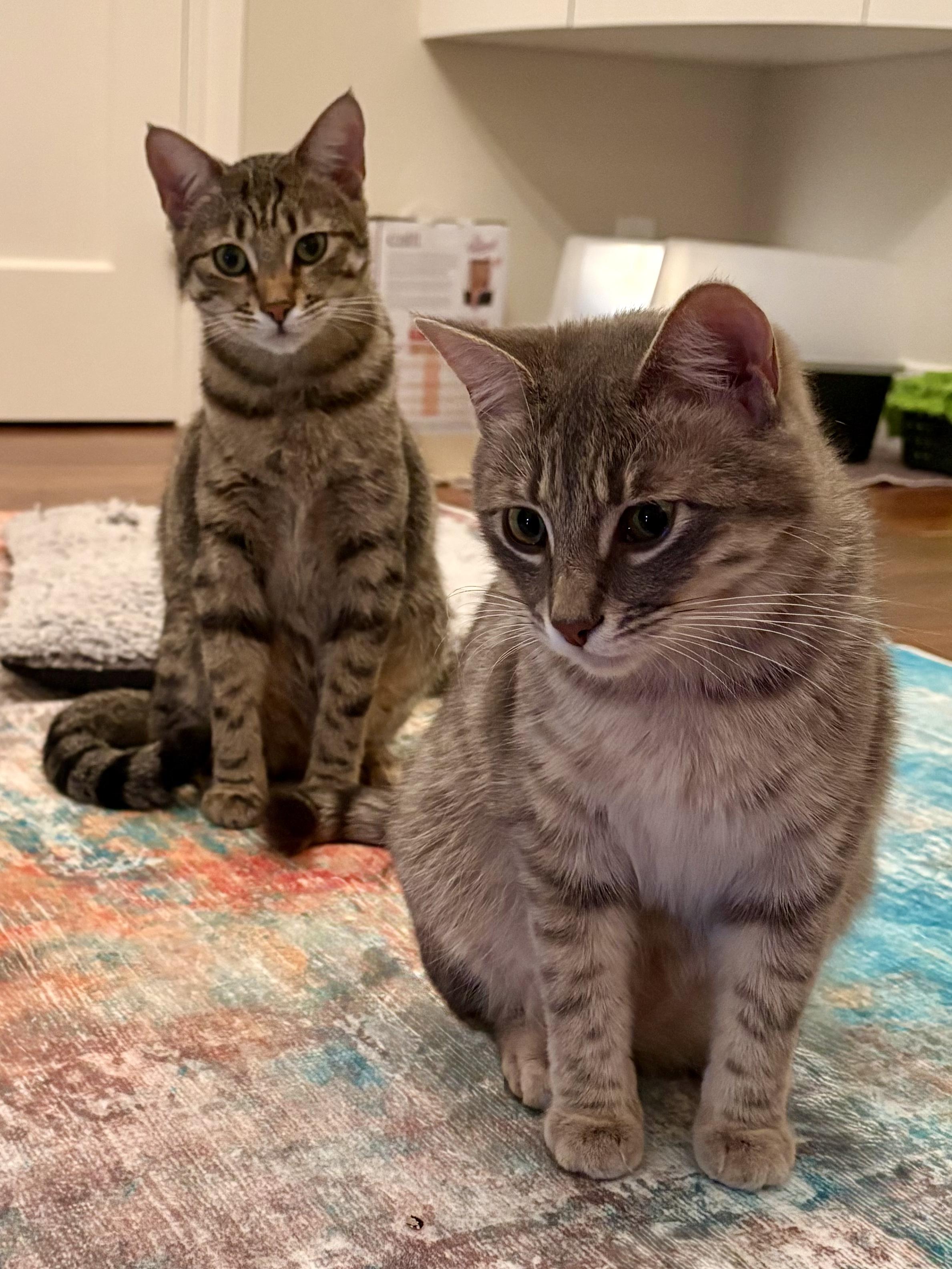 Enlarge Missy & Mia, a Adoptable mixed breed in Redwood city, CA image 2/6