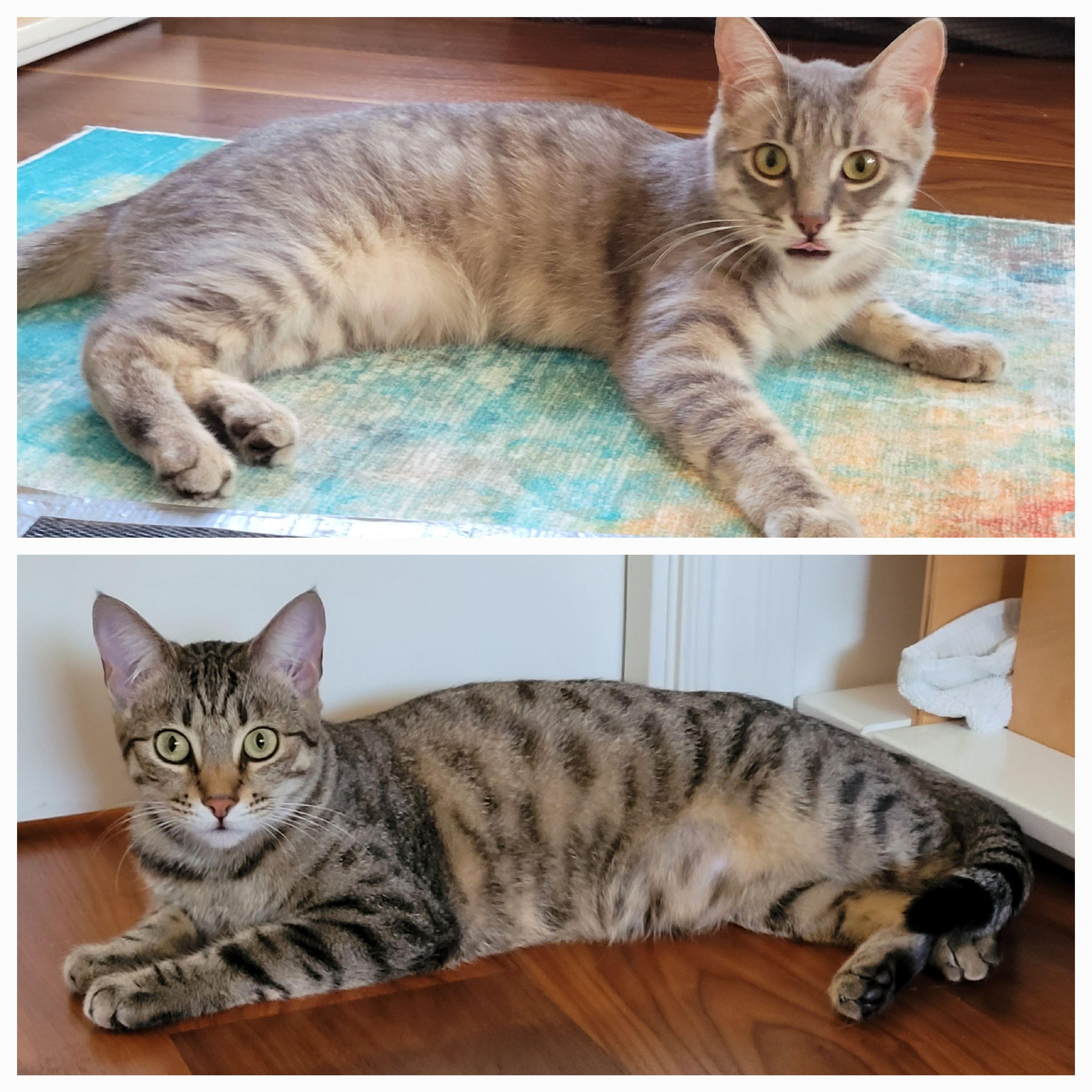 Missy & Mia, Adoptable, Young Female Domestic Short Hair & Tabby.