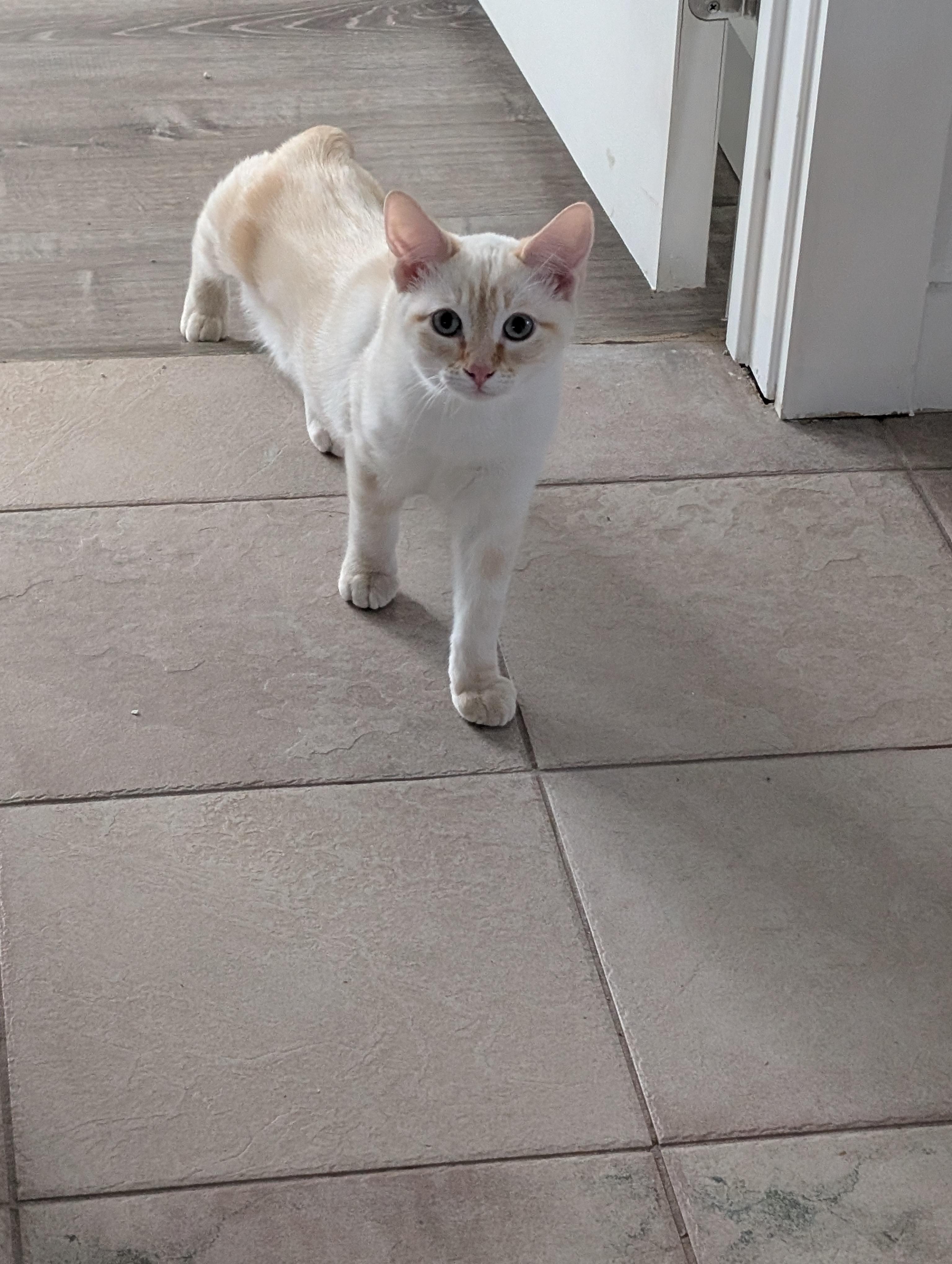 Enlarge Bailey, a ADOPTABLE mixed breed in Concord, CA image 3/5