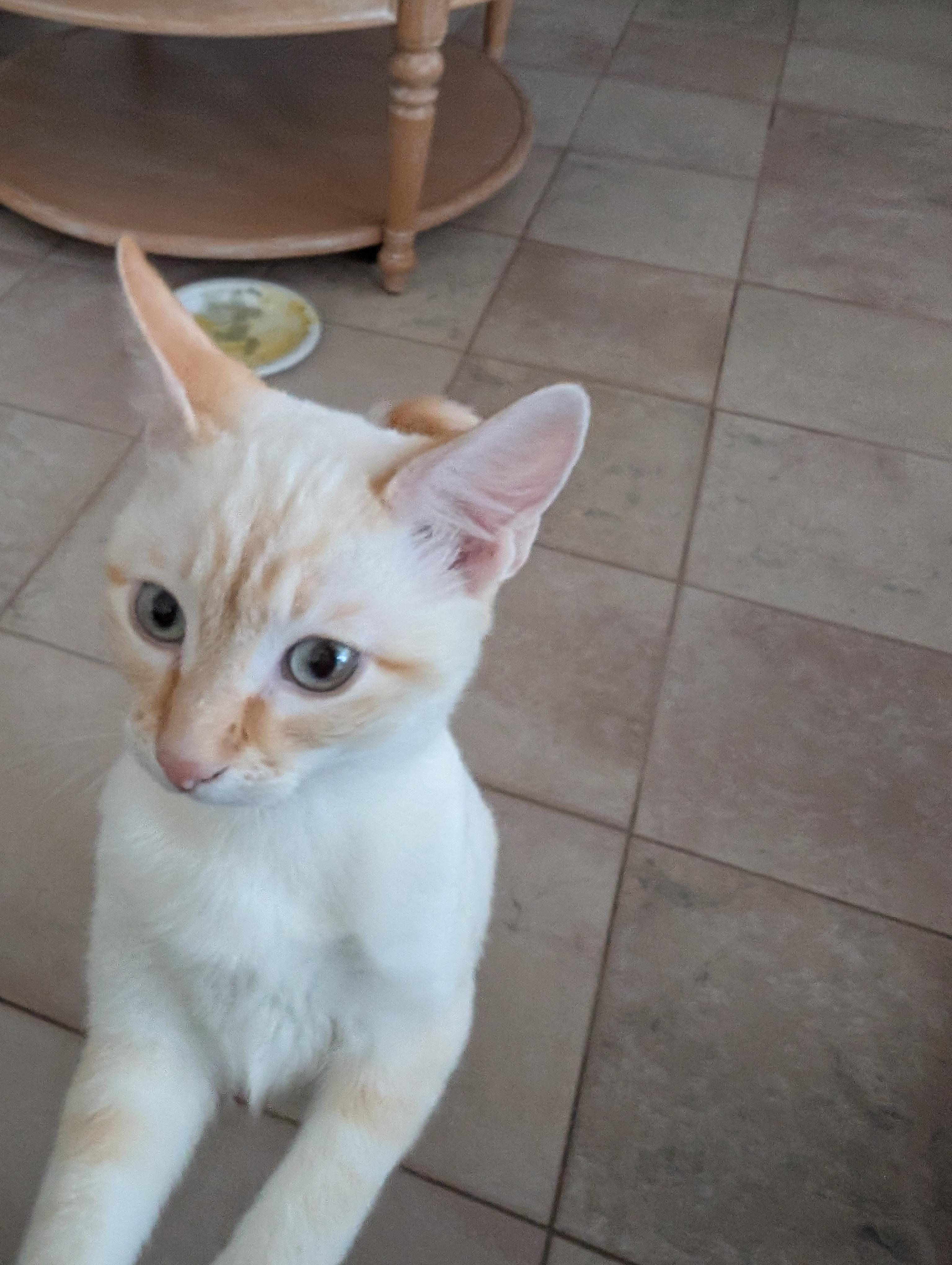 Bailey, ADOPTABLE, Kitten Male Siamese.