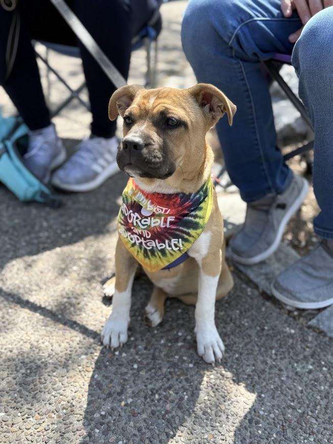 Enlarge Dandelion, a ADOPTABLE mixed breed in Shermans Dale, PA image 2/6