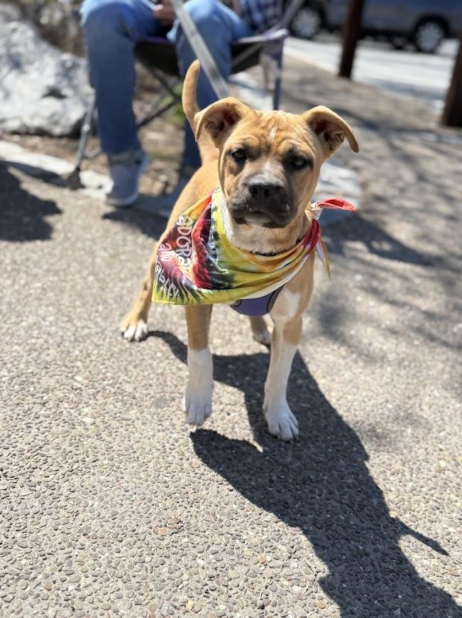 Enlarge Dandelion, a ADOPTABLE mixed breed in Shermans Dale, PA image 3/6