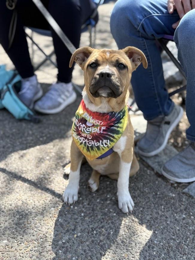 Dandelion, ADOPTABLE, Young Female Boxer & Pit Bull Terrier.
