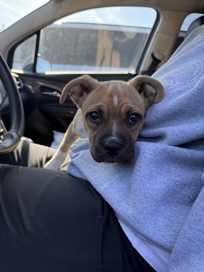 Enlarge Dandelion, a ADOPTABLE mixed breed in Shermans Dale, PA image 3/3