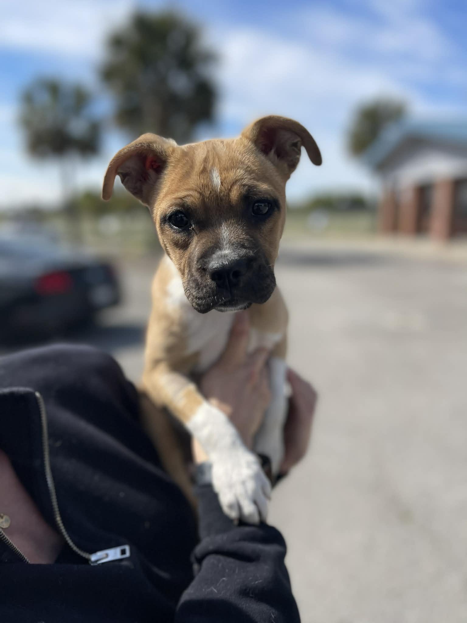 Enlarge Dandelion, a ADOPTABLE mixed breed in Shermans Dale, PA image 1/3