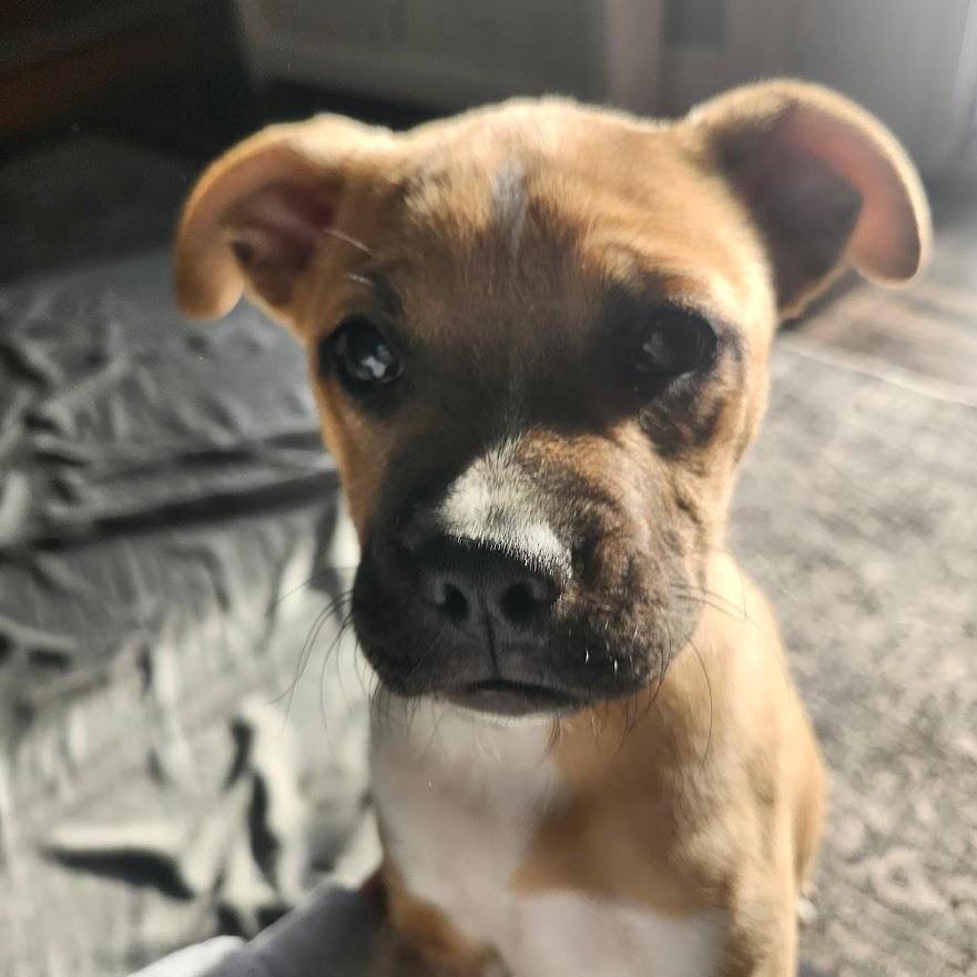 Enlarge Dandelion, a ADOPTABLE mixed breed in Shermans Dale, PA image 2/3