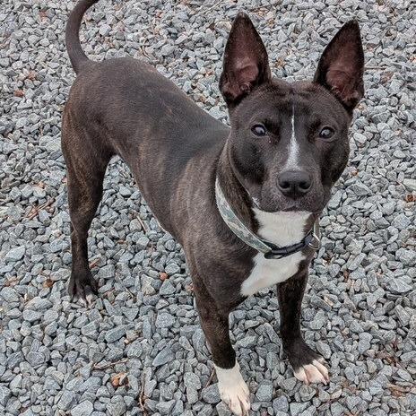 Enlarge Trio, a Adoptable Mixed Breed in Winston-Salem, NC image 1/4