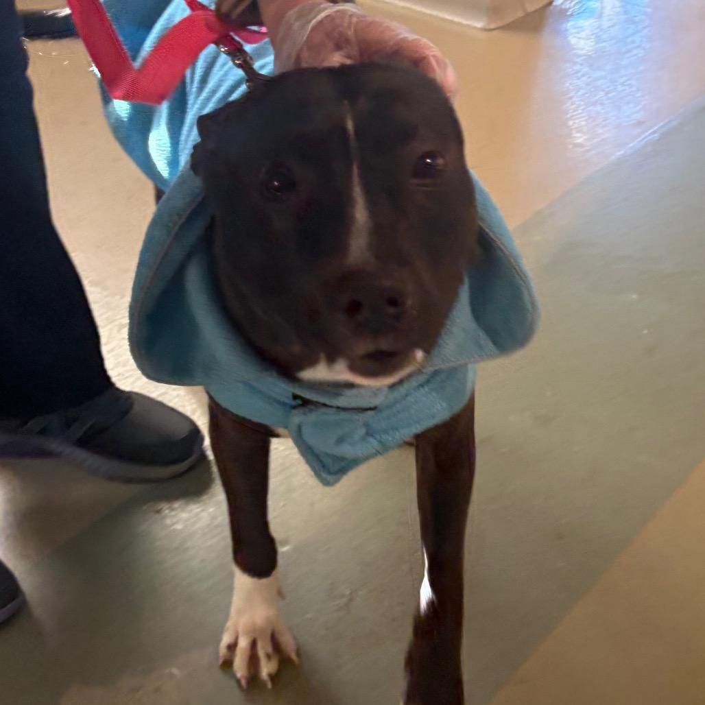 Enlarge Trio, a Adoptable Mixed Breed in Winston-Salem, NC image 2/4