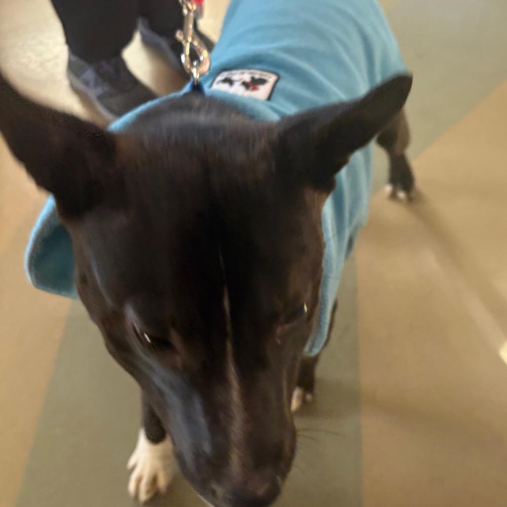 Enlarge Trio, a Adoptable Mixed Breed in Winston-Salem, NC image 3/4