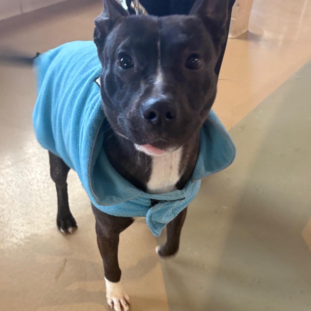 Enlarge Trio, a Adoptable Mixed Breed in Winston-Salem, NC image 4/4